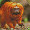 Golden Lion Tamarin Diamond Painting