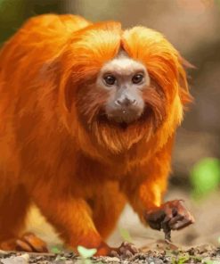 Golden Lion Tamarin Diamond Painting