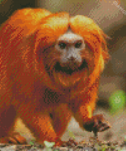 Golden Lion Tamarin Diamond Painting