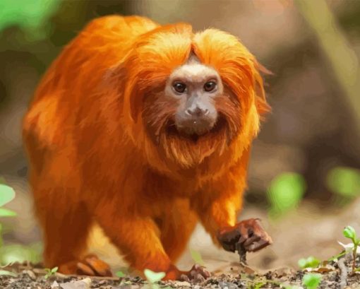 Golden Lion Tamarin Diamond Painting