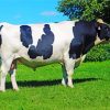 Holstein Friesian Diamond Painting