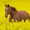 Horses In Yellow Flowers Field Diamond Painting