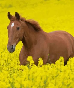 Horses In Yellow Flowers Field Diamond Painting