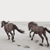 Horses Running At The Beach Diamond Painting