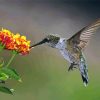 Hummingbird And Orange Hydrangeas Diamond Painting