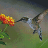 Hummingbird And Orange Hydrangeas Diamond Painting