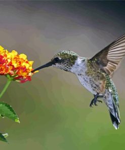 Hummingbird And Orange Hydrangeas Diamond Painting