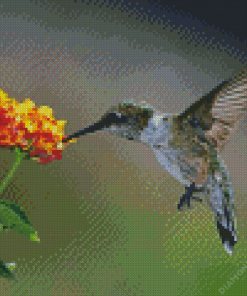 Hummingbird And Orange Hydrangeas Diamond Painting