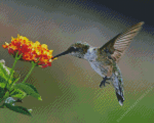 Hummingbird And Orange Hydrangeas Diamond Painting