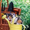 Kitten In Garden Diamond Painting