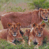 Lionesses In Jungle Diamond Painting