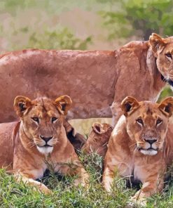 Lionesses In Jungle Diamond Painting