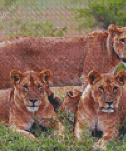 Lionesses In Jungle Diamond Painting