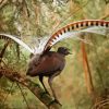 Lyrebird Bird Diamond Painting