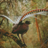 Lyrebird Bird Diamond Painting