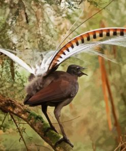 Lyrebird Bird Diamond Painting