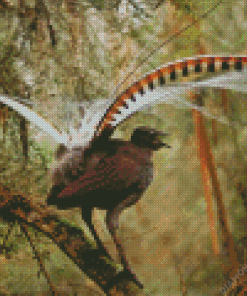 Lyrebird Bird Diamond Painting