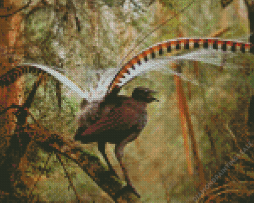 Lyrebird Bird Diamond Painting