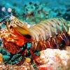 Mantis Shrimp Diamond Painting