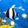 Moorish Idol Diamond Dotz