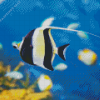 Moorish Idol Diamond Dotz