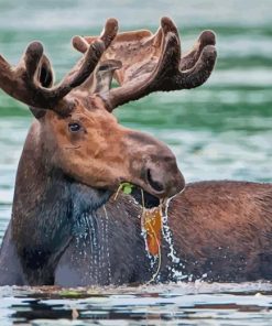 Moose On Water Diamond Painting