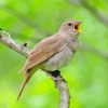 Nightingale Bird Singing Diamond Painting