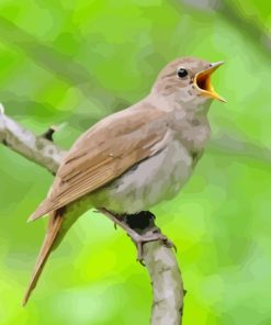 Nightingale Bird Singing Diamond Painting