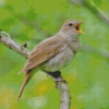 Nightingale Bird Singing Diamond Painting