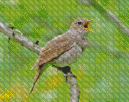 Nightingale Bird Singing Diamond Painting