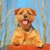 Norfolk Terrier Diamond Painting