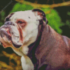 Old English Bulldog Diamond Painting