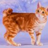 Orange Japanese Bobtail Diamond Painting