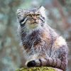 Pallas Cat Diamond Painting