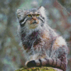 Pallas Cat Diamond Painting