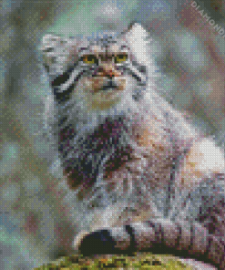 Pallas Cat Diamond Painting