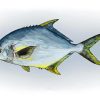 Pompano Fish Art Diamond Paintings