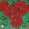 Red Chrysanthemum Flowers Diamond Painting