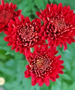 Red Chrysanthemum Flowers Diamond Painting