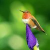 Rufous Hummingbird On Plant Diamond Painting