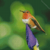 Rufous Hummingbird On Plant Diamond Painting