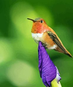 Rufous Hummingbird On Plant Diamond Painting