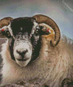 Scottish Black Faced Sheep Diamond Painting