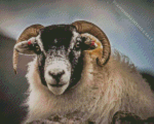 Scottish Black Faced Sheep Diamond Painting