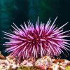 Sea Urchin Underwater Diamond Painting