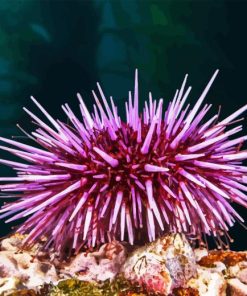 Sea Urchin Underwater Diamond Painting