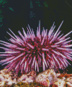 Sea Urchin Underwater Diamond Painting