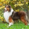 Shetland Dog Diamond Painting