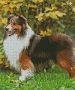 Shetland Dog Diamond Painting