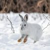 Snowshoe Hare Diamond Painting